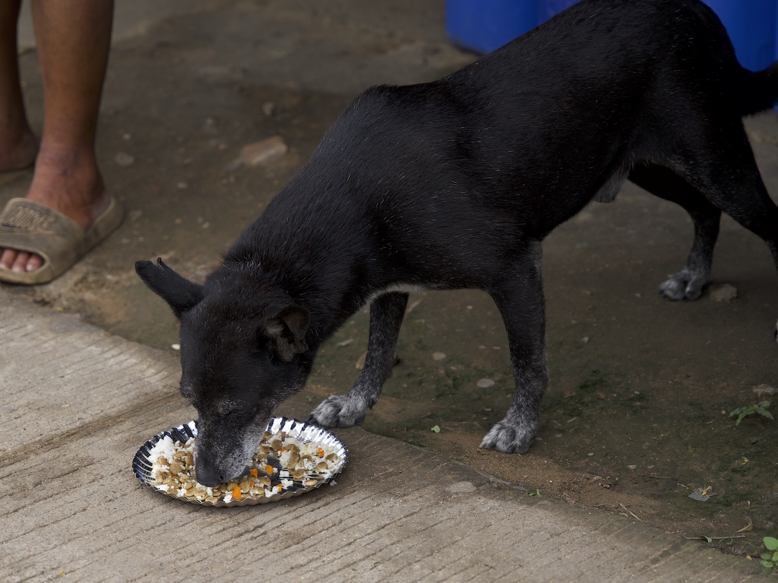 Stray Feeding Program